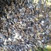 tungsten carbide scrap