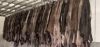 High Quality Dry and Wet Salted Donkey / Goat Skin / Cow Hides