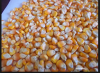 Yellow Corn, White Corn For Animal Feed