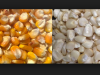 Yellow Corn, White Corn, Maize, Dried Corn, Sweet Corn