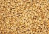 barley for Animal Feed