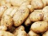 2017 new crop fresh potato