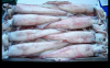 Best Sales - Frozen / Fresh Squid