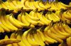 Cavendish Bananas direct from the farm