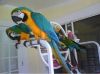 Macaw parrot for sale