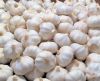 Fresh Normal White Garlic / Fresh Indian Garlic / Big Size Garlic