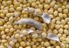 Quality NON-GMO / Organic Soybean / Soya bean / Soybeans