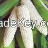 White Corn