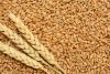 Wheat for human and animal feed production