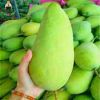 Fresh Sweet juicy Best quality Mango for sale