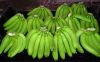 Fresh Cavendish Banana, plantains, ripe, planty, farm, Fruits, vegetables, vitamins, iron