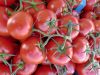 Fresh Tomatoes For Sale