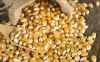 Dry Maize/Dried Yellow Corn/Dried Sweet Corn