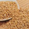 new high quality oats for sale