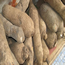 Yam Tuber