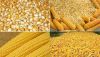 Yellow Corn/ Maize for Human Consumption and Animal Feed for sale