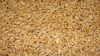 Best Quality Milling Wheat, Feed Wheat, Buck wheat