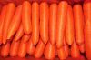 New Crop Fresh Carrot For Sale at competitive Price