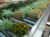 PREMIUM FRESH PINEAPPLE / BEST CHOICE / BEST PRICE.