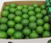 HIGH QUALITY FRESH LIME / FRESH SEEDLESS FOR SALE