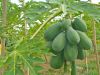 FRESH PAPAYA EXPORT STANDARD PRICE FOR SALE HIGH QUALITY WITH BEST PRICE FOR YOU