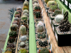 Cacti nursery indoor plant