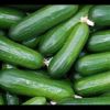 High Quality Fresh Cucumber