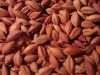 High Quality  Pili Nut For Export