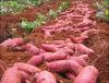 Fresh Sweet Potato , Red / Yellow / Purple Skin Sweet Potatoes.