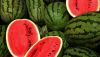 fresh water melons