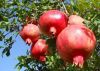 fresh pomegranates