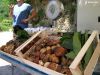 Boletus Mushrooms