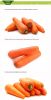 Fresh Carrots