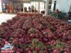 VIETNAMESE FRESH DRAGON FRUIT