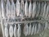 Fresh New Season Frozen Skipjack Tuna , Bonito Whole Round