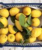 Fresh Lemons, Eureka Lemons, seedless lemon, fresh lime, Adalia, Verna, Oranges, Mandarin, Tangerine, Citrus fruits