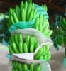 Raw Banana, Cavendish Banana, plantains, ripe, planty, farm, Fruits, vegetables, vitamins, iron