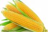 Fresh sweet Corn, Yellow Corn, White Corn, Maize, Popcorn Kernels, cereals, grains, seeds, nuts