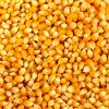 Organic Yellow and white Corn, White Corn, Maize, Popcorn Kernels, cereals, grains, seeds, nuts