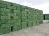 High Quality Alfalfa Hay For Animal feeding stuff Alfalfa / alfalfa hay / alfalfa hay READY NOW