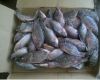 Frozen Tilapia Fish / Frozen Whole Round Tilapia Fish