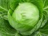 Good Price Cabbage Fresh Letture for Sale