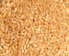 Durum Wheat