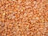 PULSES / LENTILS