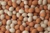 Fresh Brown Table Eggs Chicken Eggs In Bulk