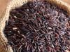 We have 50 tons of black rice non polish and organic