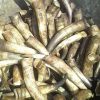 Raw Cow Horns For Sale At Cheap Price