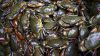 Live Mud Crab, Soft Shell Mud Crab, Frozen Crab