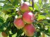 2018 MAG fresh fruit apple, new crop good taste, 