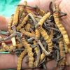 Cordyceps Sinensis Health Care Products for export